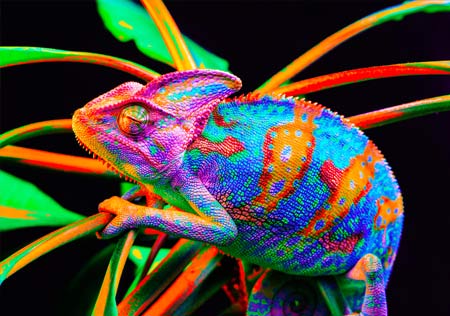 SPRINT 8 offers the Quick Colour Change System